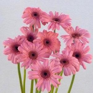 切り花 ガーベラ 5本 切花 生花 お色おまか...の詳細画像2