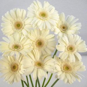 切り花 ガーベラ 5本 切花 生花 お色おまか...の詳細画像3