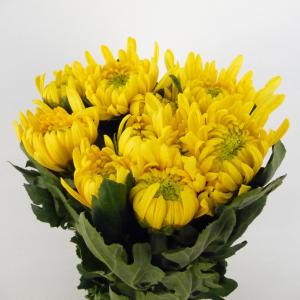 切り花 大菊 5本 切花 生花 箱売り お色おまかせ 【JF】 [切り花/大菊5本]