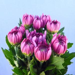 切り花 大菊 5本 切花 生花 箱売り お色お...の詳細画像1