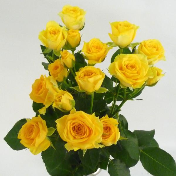 切り花 スプレーバラ 5本 Sバラ スプレー薔薇 ばら 切花 生花 お色おまかせ 【JF】 [切り花...