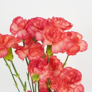 切り花 スプレーカーネーション 5本 切花 生...の詳細画像2
