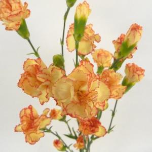 切り花 スプレーカーネーション 5本 切花 生...の詳細画像3