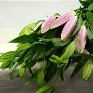 切り花 ハイブリッドユリ ピンク 1本 HBユリ 切花 生花 お色おまかせ 【JF】 [切り花/ユリ（ピンク）1本]