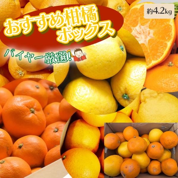 柑橘詰め合わせ 約4.2kg はまさき カラマンダリン はっさく 八朔 甘夏 紅甘夏 デコポン しら...