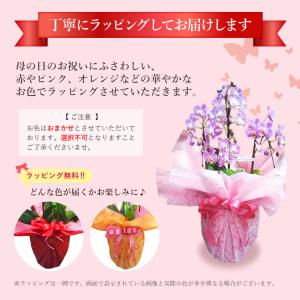 【2026年母の日ギフト・5/1までのご予約専...の詳細画像4