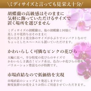 【11時までのご注文で当日出荷】胡蝶蘭 ミディ...の詳細画像2