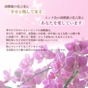 【11時までのご注文で当日出荷】胡蝶蘭 ミディ...の詳細画像3