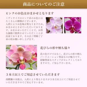 【11時までのご注文で当日出荷】胡蝶蘭 ミディ...の詳細画像5