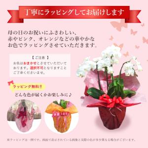 【2026年母の日ギフト・5/1までのご予約専...の詳細画像4