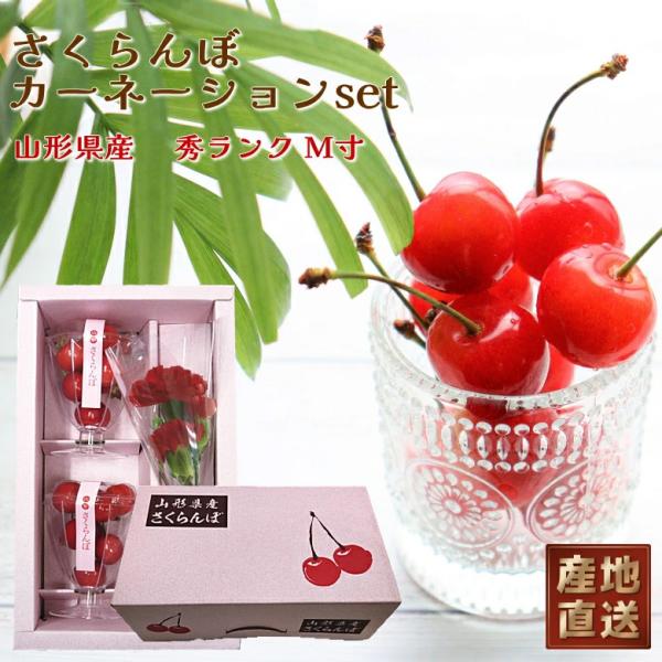 早割 母の日 山形産 さくらんぼ 佐藤錦 と カーネーション セット錦 秀ランク Ｍ寸 送料無料 フ...