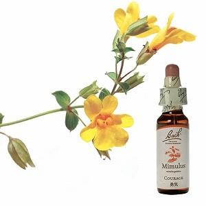 バッチフラワーレメディ 04セントーリー ノンアルコープタイプ 10ml