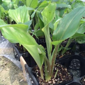 黒ウコン クラチャイダム 国産 苗 黒ショウガ 黒ウコンの苗