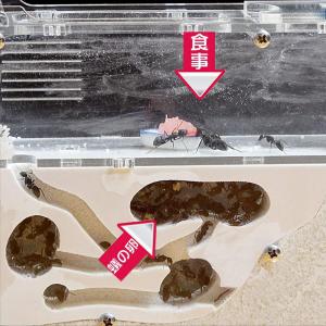 アリ飼育キット アリの巣 観察 キット アリ飼...の詳細画像2