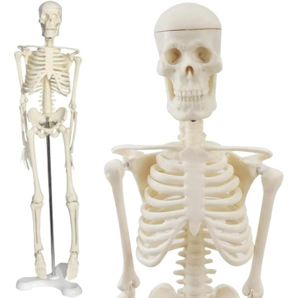 人体模型 骨格模型 45cm 1/4モデル 人形 骨格標本( オフホワイト,  高さ：45cm)