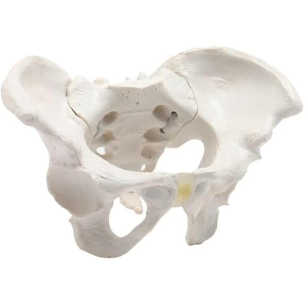 グイッと動かせる骨盤模型 人体模型 骨模型 女性 仙腸関節 伸縮コード 可動(ミニ)