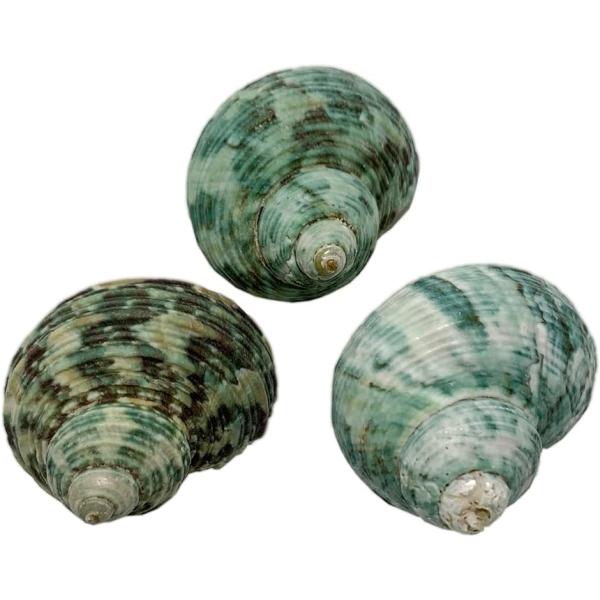 ヤドカリのおうち 宿替え用 ミドリの貝殻 ３個入 Mサイズ 高さ 35-39mmS37-3(Mサイズ...