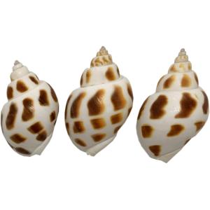 ヤドカリのおうち 宿替え用 バイガイ ３個入 Lサイズ 高さ 40-50mmS35-4(Lサイズ 高...