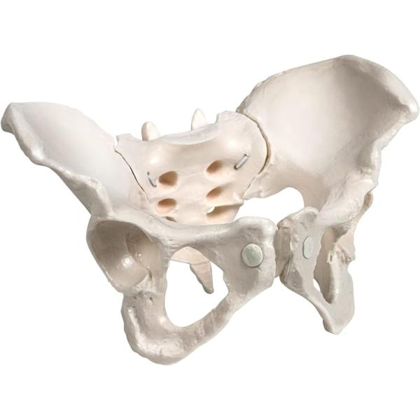 グイッと動かせる骨盤模型 人体模型 骨模型 女性 仙腸関節 伸縮コード 可動(等身大)