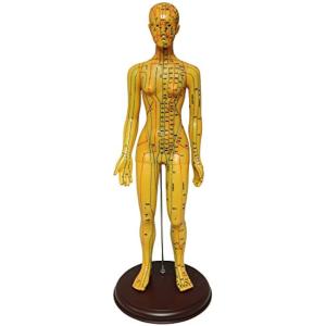 医道の日本社 人体の経絡 経穴の人体模型 経穴人形 医道の日本社 経絡経穴人形 人体模型 : ワットマン Yahoo!ショッピング