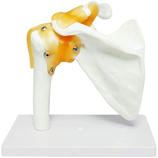 肩甲骨 肩関節 鎖骨 模型 モデル 人体 骨格模型 標本 靭帯 医学 学習用 稼動 左肩 台座 固定...