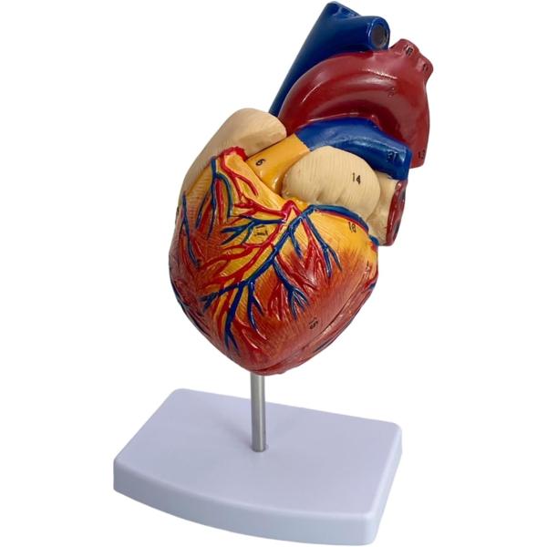 心臓模型 実物大 1:1 人体模型 フルカラー 立体 スタンド付 教育 モデル 解剖 構造 研究 実...