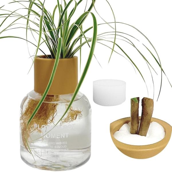 ハイドロカルチャー 水耕栽培 観葉植物 育成キット スポンジ付 透明 プラスチック ポット((クリア...