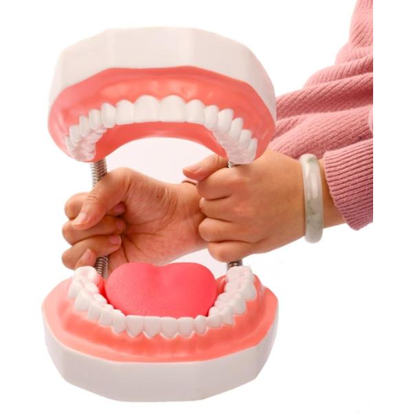 歯形 模型 歯磨き 練習 教育 指導 説明 開閉式 取り外し可能 歯模型(6倍の倍率)