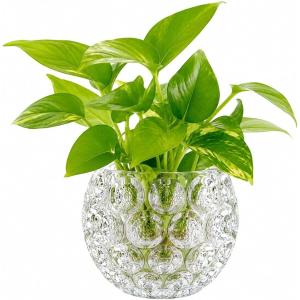 ガラス 花瓶 丸型 フラワーベース 花器 水耕栽...の商品画像