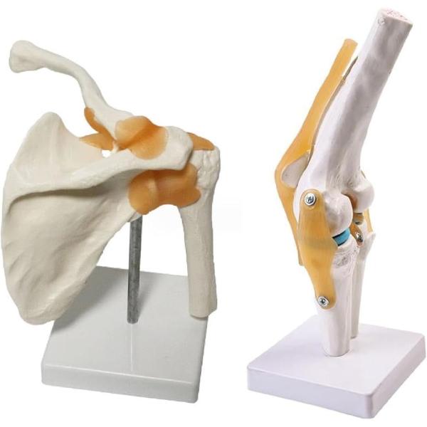 模型 モデル 人体 骨格 標本 靭帯 学習用 実物大