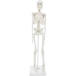 人体模型 骸骨 全身骨格模型 45cm 人体骨格モデル 骨格標本 直立 スタンド
