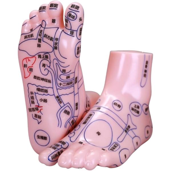 足ツボ模型 立体 練習 左右セット 図解 マネキン 15cm