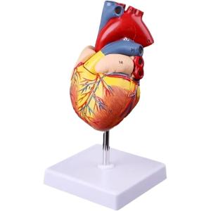 人体模型 内臓 臓器 全身 等身大全身内臓トルソー アルティメットEX