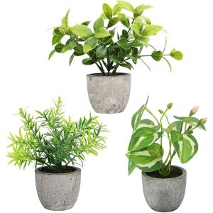 オリーブの木 ルッカ 6号鉢苗 鉢底から110cm程度 開帳型 観葉植物 屋外