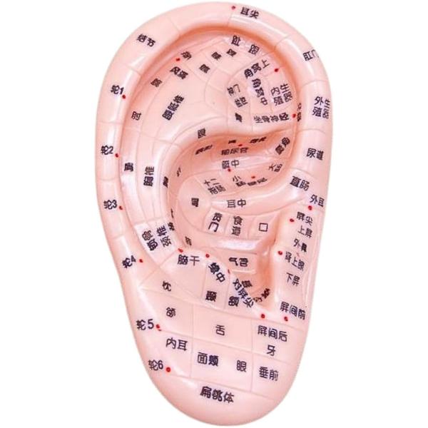 耳模型 耳つぼジュエリー 耳介図付属 トレーニング用 自宅学習 整体 スクール教材 (17cm)