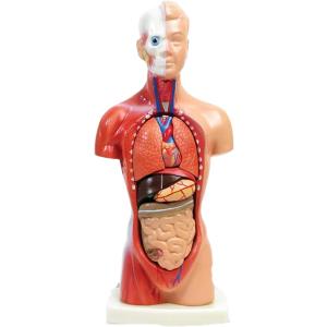 ソフトな質感で15分解できる卓上サイズの人体解剖模型 人体模型