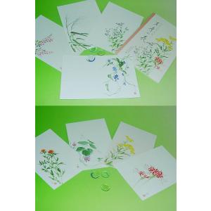 大月紅石 画「万葉の花第二集 30-521