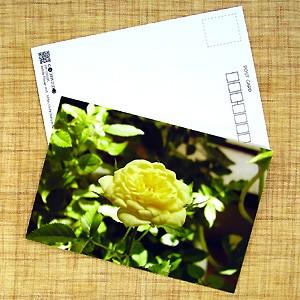 花のポストカード バラ(黄色)｜horiya-studio