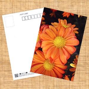 花のポストカード スプレーギク(オレンジ)