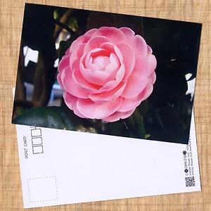 花のポストカード ツバキ(ピンク)｜horiya-studio
