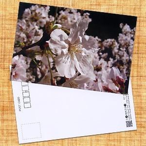 花のポストカード サクラ1 B
