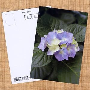 花のポストカード アジサイ(紫)｜horiya-studio