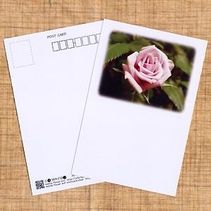 花のポストカード バラ(ピンク、余白あり)