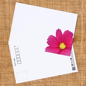 花のポストカード コスモス(ピンク、インクジェット紙)