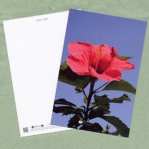 坂本龍馬 ポストカード : 小山商店ウェブショップ - 通販 - Yahoo