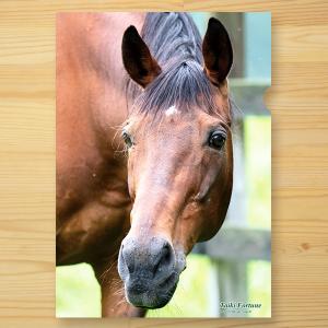 ＜引退馬協会＞クリアファイル 「タイキフォーチュン」2