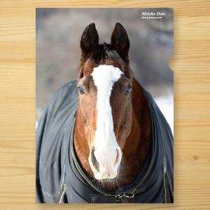 ＜引退馬協会＞クリアファイル「メイショウドトウ」４