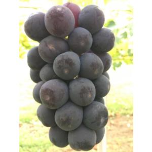 山梨県穂坂産　農家直送の朝摘み種なし巨峰2kg(3〜5房）ぶどう　葡萄