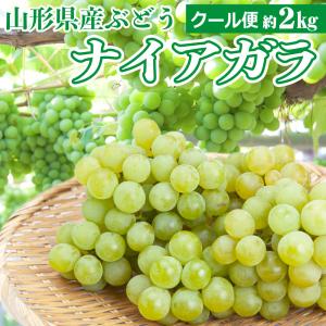 ぶどう 葡萄 ナイアガラ 約２kg 秀品 山形県産 ブドウ ナイヤガラ