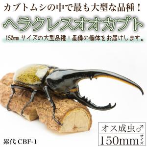 ホシノイチバ ヘラクレスオオカブト幼虫 成虫 Yahoo ショッピング